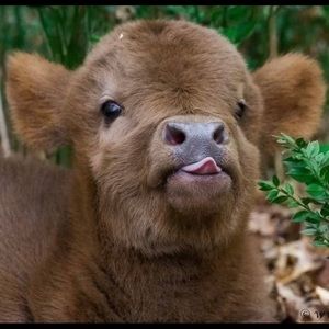 Meet your Posher, Harmony